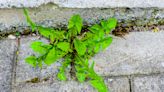 I'm a gardening guru - the 'amazing' 95p household item that removes weeds