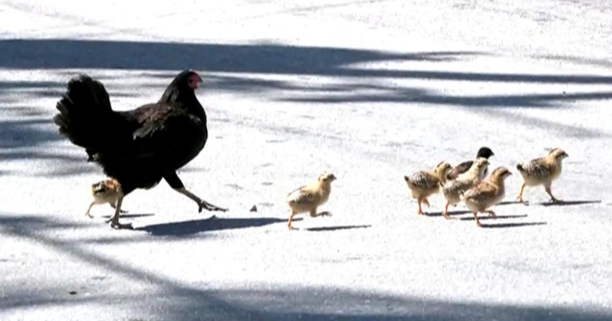 How feral chickens rule the roost in Key West