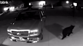 Check out this black bear strolling through an Upstate man's driveway