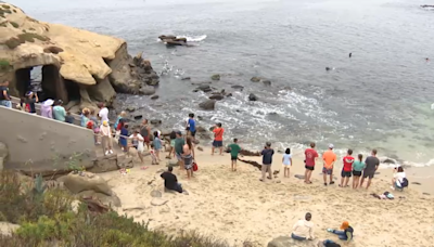 San Diego environmental group calls for action at La Jolla Cove after sea lion pup deaths