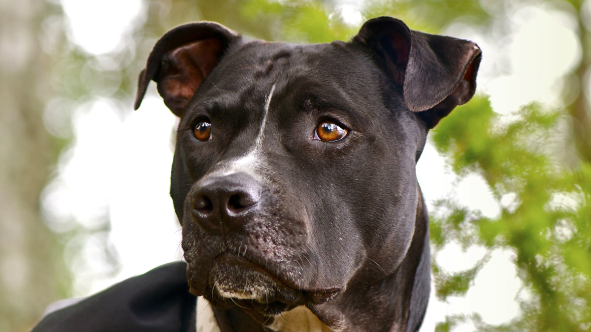 Pit Bull Looks Totally Stressed During Shocker 'Twilight Breaking Dawn’ Moment