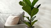 8 common fiddle leaf fig problems – houseplant experts explain how to fix them