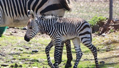 Franklin Park Zoo welcomes three new baby animals (photos)