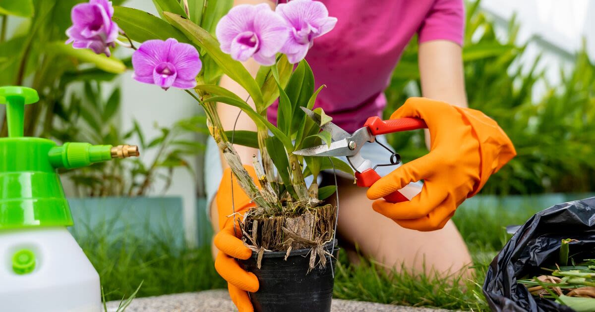 I'm a gardening expert - how to spruce up your outdoor space