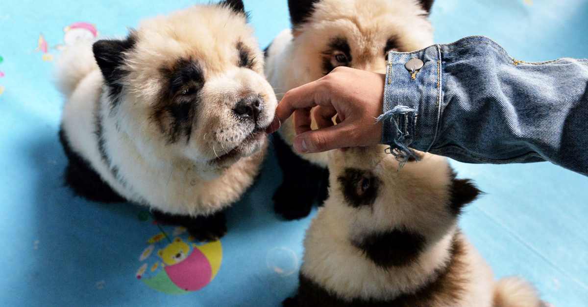 Zoo Had Interesting Excuse After Dyeing Dogs to Look Like Pandas