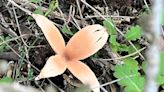 Rare Hissing Mushroom Called 'Devil's Cigar' Spotted in Texas Park: 'It Tends to Puzzle Scientists'