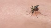 Puerto Rico reports dengue fever epidemic. How likely is the disease in Ohio?