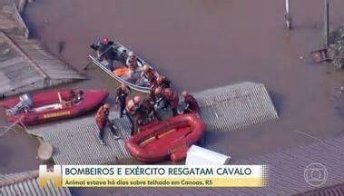 Jornal Hoje. Cavalo que ficou ilhado sobre o telhado de uma casa no RS é resgatado