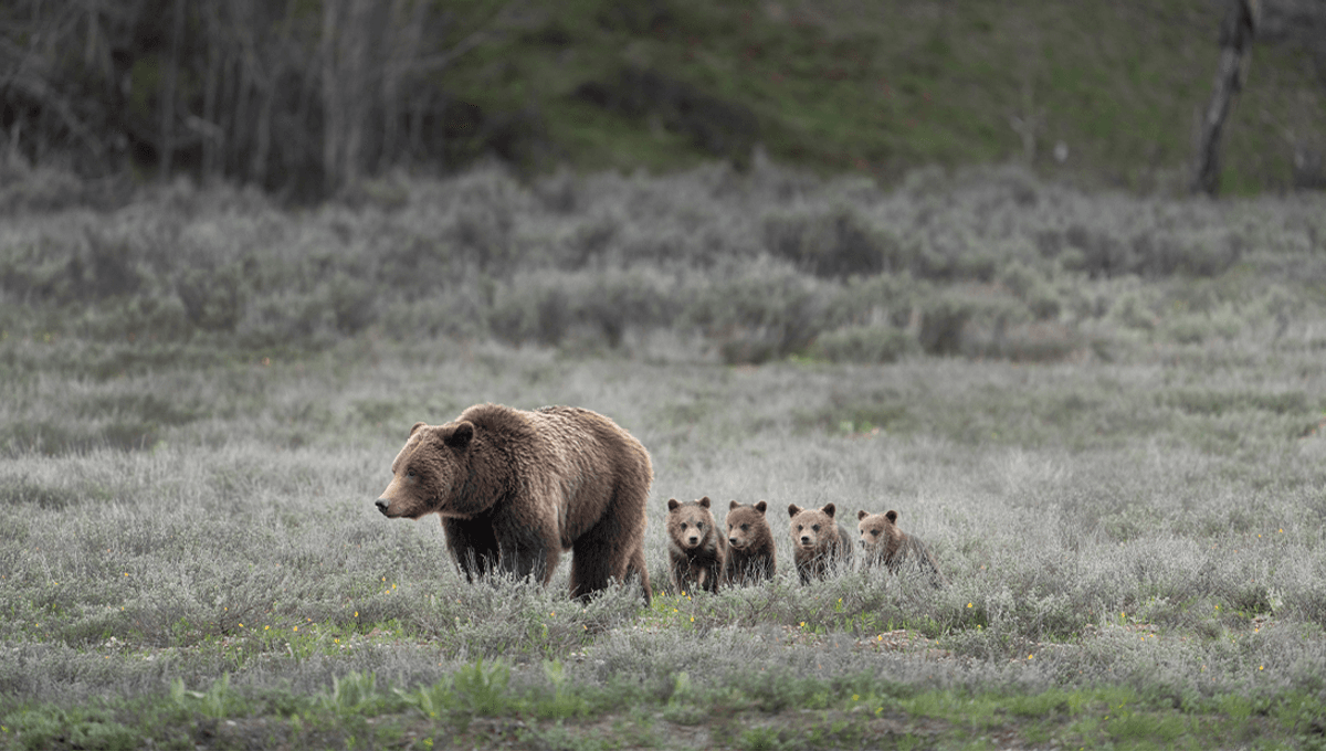 Grizzly Bear "Supermom" Spotted In Yellowstone With Five Cubs For First Time