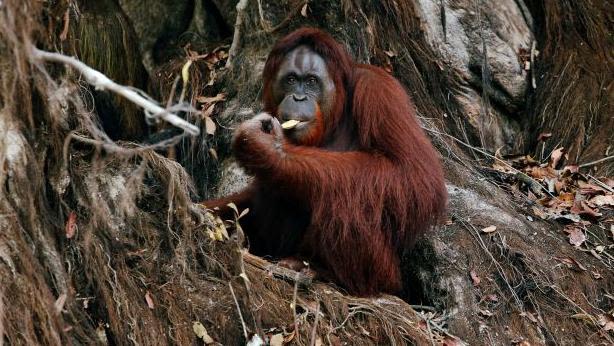 Malaysia offers trade partners 'orangutan diplomacy'