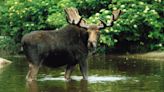 'Whatever you do, don't stop!' – huge bull moose chases fishermen's boat down river
