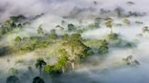 Tropical rainforests could get too hot for photosynthesis and die if climate crisis continues, scientists warn