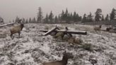 DOT camera captures majestic gang of elk in real-life animal crossing: ‘We need more of these’