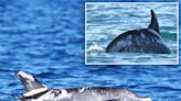 One of the world’s rarest and most unusually colored dolphins discovered in Australia