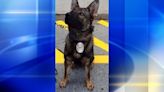 Retired City of Washington police K9 Golem dies