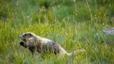 Environmentalists seek protections for marmots on Olympic Peninsula