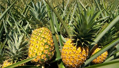 Como plantar abacaxi na terra? Passo a passo simples vai te surpreender