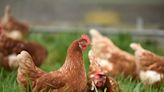 Woman Gets Her Chickens a Disco Ball to Enrich Their Lives and We're So Here for It