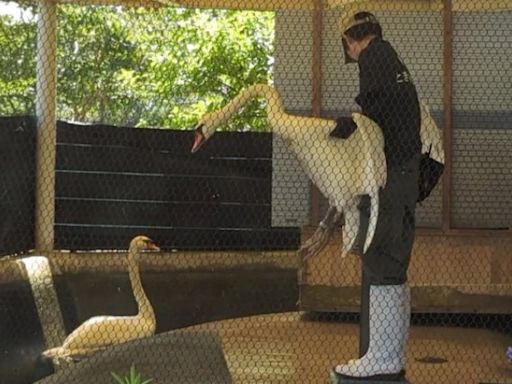 日本1公園6天鵝「隔離期滿解封」 被放回大湖中游泳