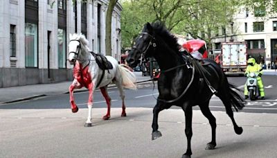 Video: sorpresa en el centro de Londres por caballos sueltos