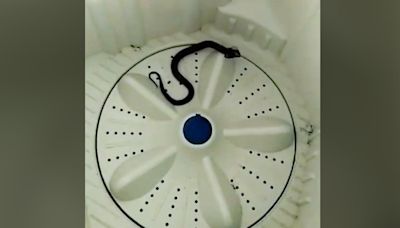 Kerala man mistakes cobra in washing machine for cloth, narrowly avoids snakebite