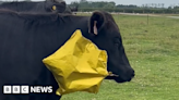 Stilton farmer plea after balloon is stuck in cow's mouth