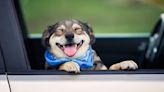 Pets in Hot Cars: Why cracking the window may not help