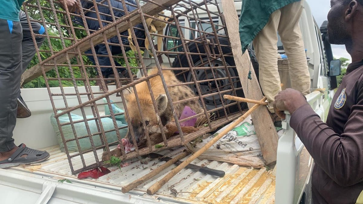 Hyena recaptured after zoo escape in Nigeria