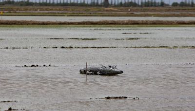 'Cocodrilos' hinchables en l'Albufera para proteger el arroz de los flamencos