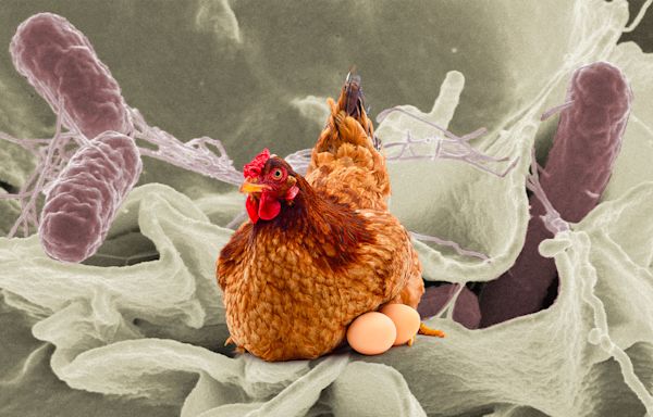 Salmonella outbreaks 2024: Symptoms to watch after CDC warns of infections linked to backyard poultry in 29 states