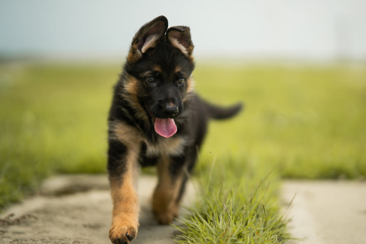 3-Month-Old German Shepherd Puppy Desperately Chases Car After Being Abandoned