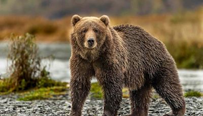 Hiker Played Dead While Being Mauled by Grizzly Bear, Who May Have Been Protecting Cub