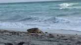 Two rescued sea turtles return to the ocean in Juno Beach