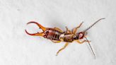 How to Get Rid of Earwigs