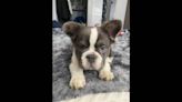 ‘Puppy playdate’ was ploy to steal French bulldog and hold him for ransom, NJ man says