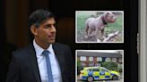 American XL Bully dogs to be banned after series of attacks, says Rishi Sunak