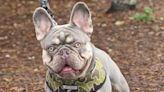 Why do criminals covet French bulldogs? Breed offers quick cash, but big problems