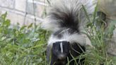 How To Get Rid Of Skunks, According To Experts