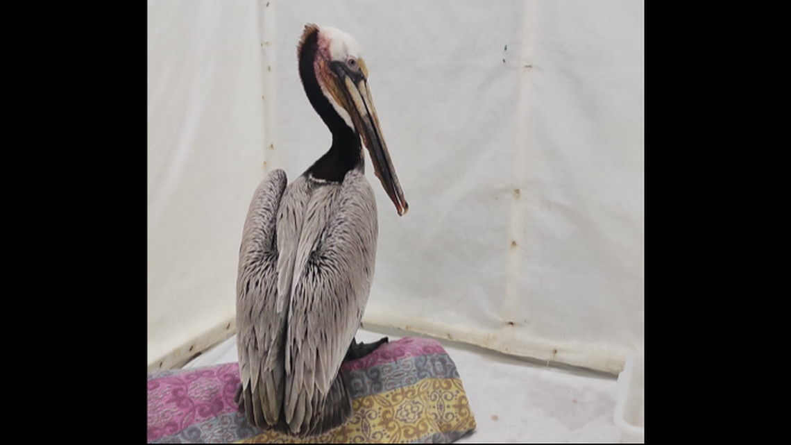 An ‘unusually high number’ of emaciated California brown pelicans are turning up onshore