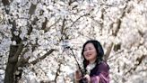 Almond trees are blooming in Stanislaus County. Here are the best viewing spots, tips