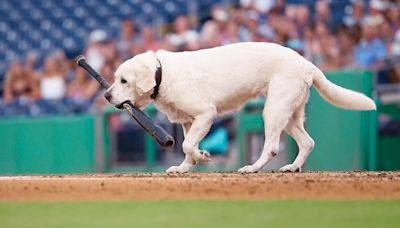 La mascota de un equipo de beisbol que se jubiló a los 13 años y emocionó a las redes con su retiro