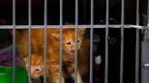 Too many kittens. Overflow of pets has Tri-Cities Animal Shelter reaching for help