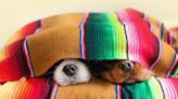 Radio review: Should you sleep with your pet?