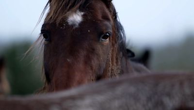 Horse traders in RTÉ documentary seek to overturn the trading ban