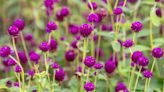How to Grow and Care For Gomphrena