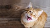 Comedian Jokes About Funny Things Cats Would Say if They Could Talk