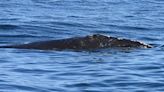 Rare right whale recently seen off Massachusetts is entangled for the 5th time