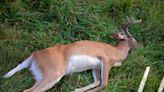DNR reports record-high number of CWD-positive deer in Wisconsin from 2023-24