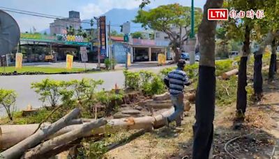 慘！集集砍光1.6公里綠蔭大道 樹木「橫屍遍野」如墳場 - 自由電子報影音頻道