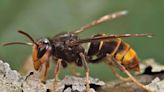New killer hornet invasion in US has beekeepers scrambling to save hives